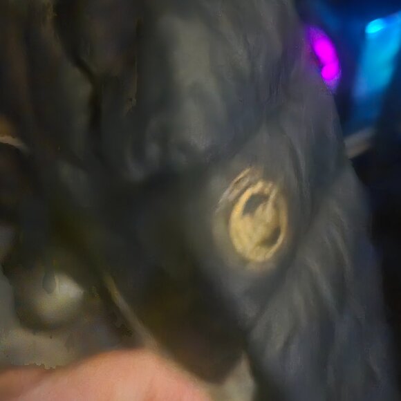 Micheal kors puffer jacket SMALL - Picture 2 of 5